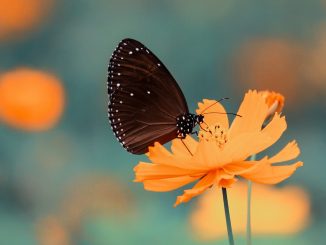Insektsnyckel eller insexnyckel illustration
